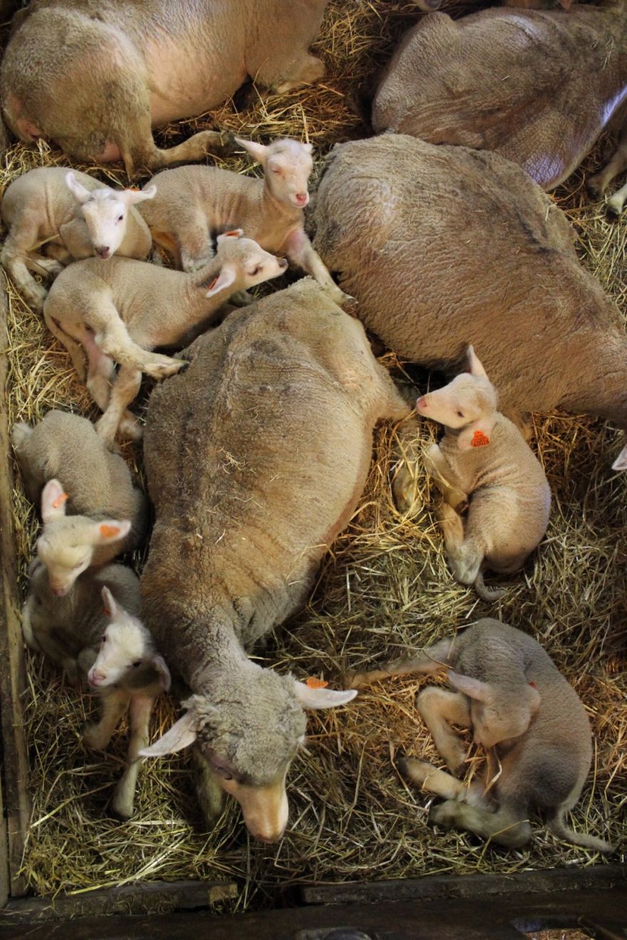 Lamminga er i full gang
