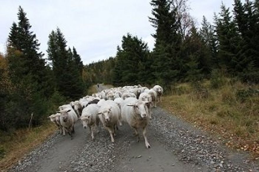 Vi henter sauene i skogen etter en god sommer med frihet